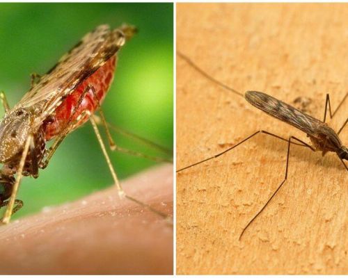 A quoi ressemblent les moustiques du paludisme et à quel point ils sont dangereux pour l'homme