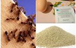 Remèdes populaires contre les fourmis