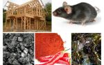 Protection de la maison cadre contre les souris