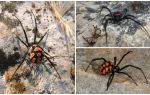Description et photos des araignées du Kazakhstan