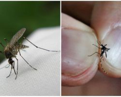 Comment se reproduire et combien de moustiques vivent