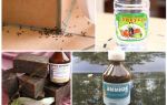 Combattre les fourmis dans une maison ou un appartement