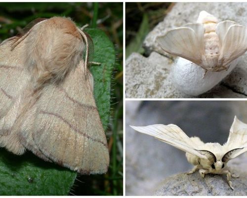 Description et photo de papillon chenille et ver à soie