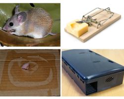 Comment supprimer des souris d'une maison privée