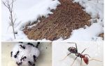 Que font les fourmis en hiver