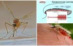 Faits intéressants sur la structure des moustiques