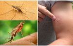 Que faire si un moustique anophèle vous pique