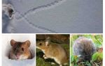 Des traces de souris dans la neige