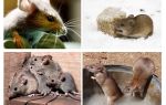 Faits intéressants sur les souris