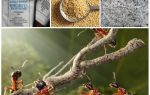 Lutte contre les fourmis dans les remèdes populaires de la parcelle de jardin