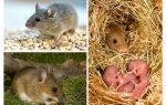 La durée de vie des souris