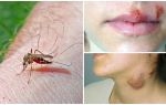 Quelles maladies les moustiques souffrent-ils?