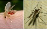 Quelle est la différence entre les moustiques et les moustiques?