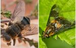 La différence entre gadfly et aveugle