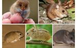 Types et types de souris