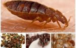 Comment mordre les insectes domestiques