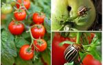 Comment traiter les tomates du doryphore