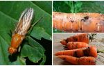 Comment se débarrasser des mouches à carottes