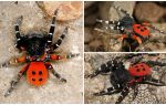 Description et photos des araignées en Crimée