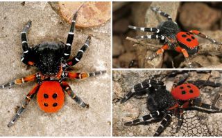 Description et photos des araignées en Crimée