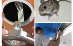 Comment se débarrasser des souris dans le plafond tendu