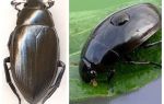 Comparaison de deux espèces de coléoptères d'origine hydrique à franges et aquatiques