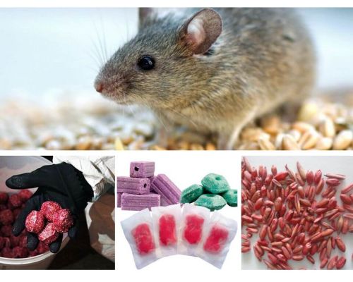 Poison pour rats et souris