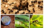 De quoi les fourmis ont peur