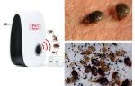 Qu'est-ce qui a peur des insectes domestiques, des remèdes populaires?