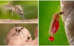 Personnes avec lesquelles le groupe sanguin est le plus souvent piqué par les moustiques