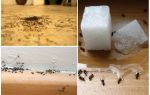 Comment enlever les fourmis d'un appartement à la maison