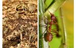 Qu'est-ce que les fourmis utiles