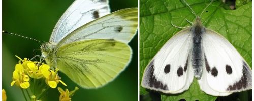 Description et photos de chenilles et papillons de chou
