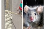 Les souris mangent-elles de la mousse?