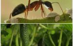 Comment traiter les fourmis dans le jardin avec des concombres