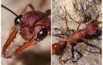 Bouledogues fourmis