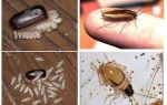 Comment élever des blattes domestiques