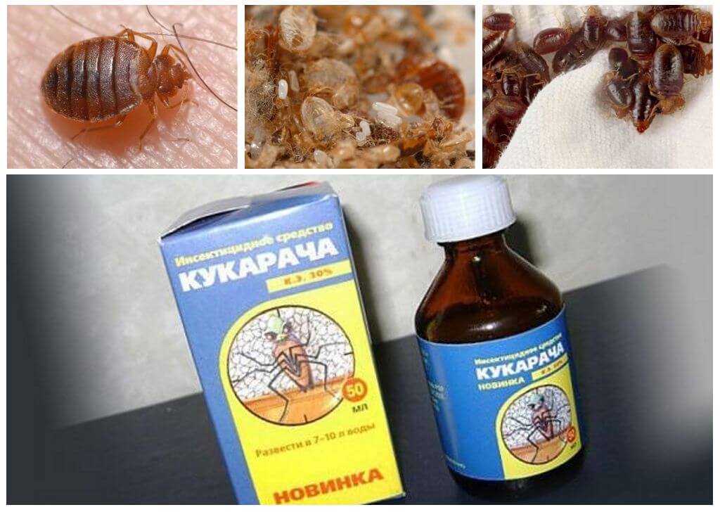 Cucaracha remède contre les punaises de lit-1