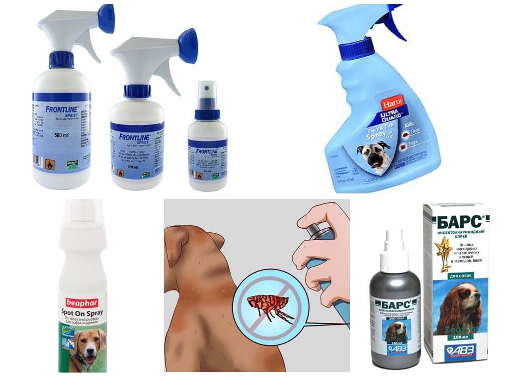 Sprays contre les puces pour chiens