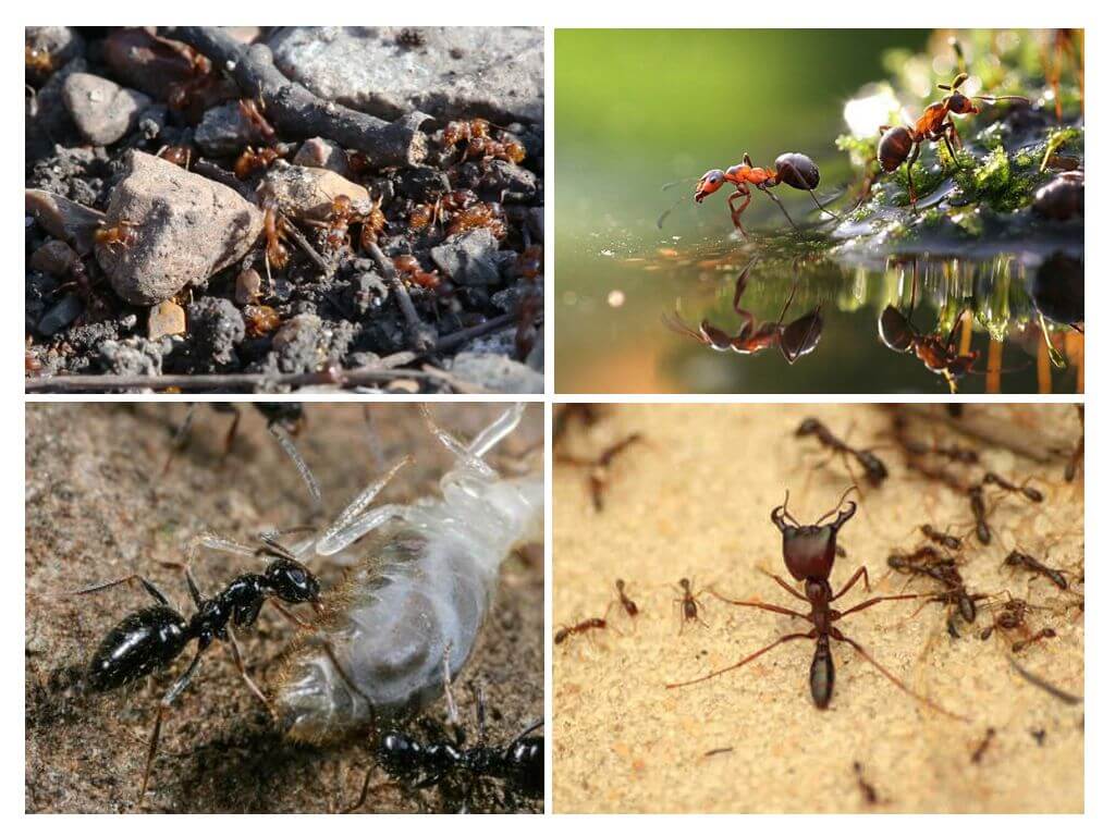 Civilisation de fourmis