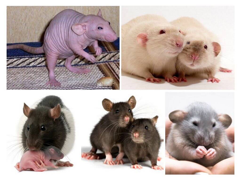Rats décoratifs