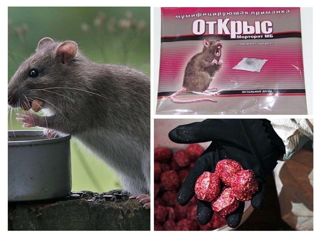 Poison pour les rats