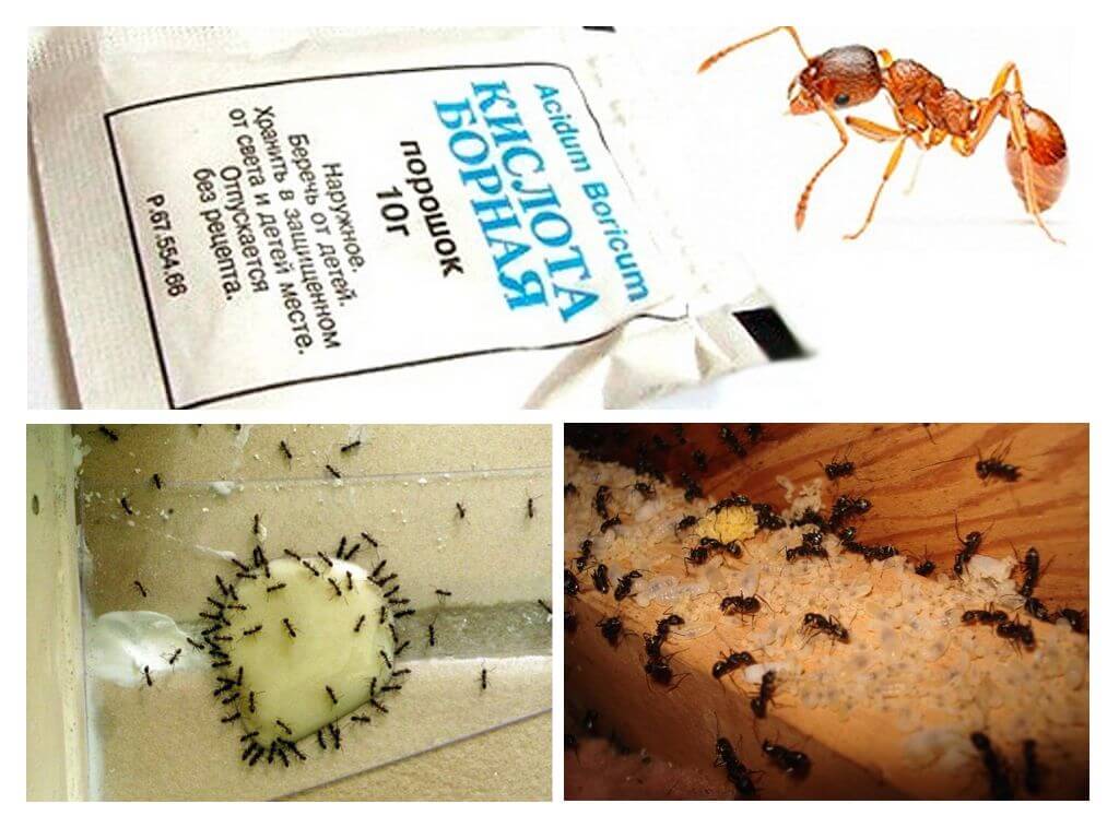 Extermination de fourmis à la maison