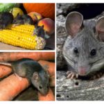 Harm de souris dans le pays