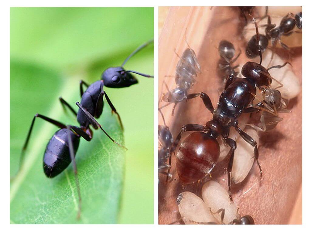 Reine des fourmis