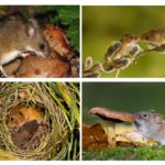 Mode de vie de la souris des forêts