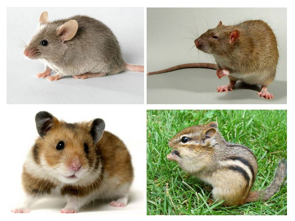 Différence d'une souris par rapport à d'autres animaux