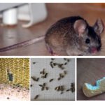 La présence de souris dans l'appartement