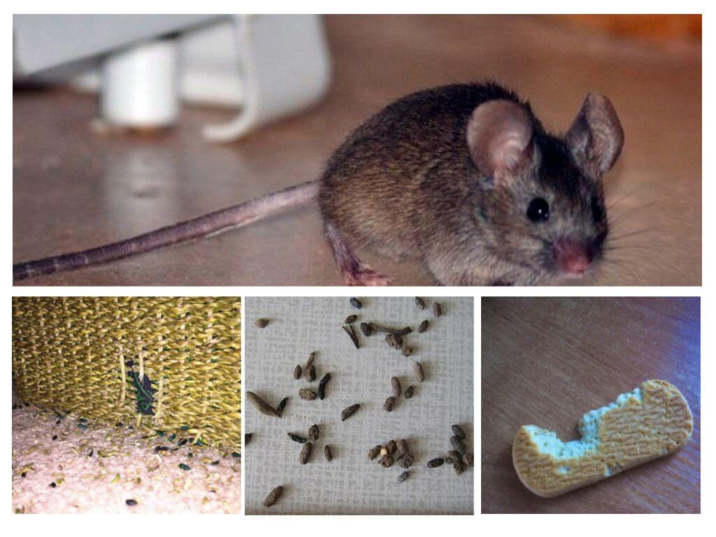 La présence de souris dans l'appartement