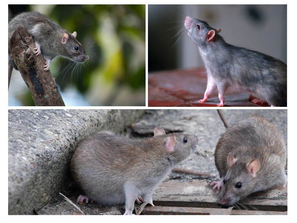 Rats sauvages